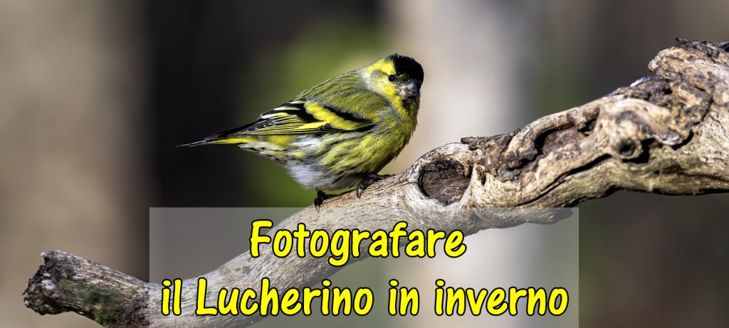 Fotografare il Lucherino nella stagione fredda