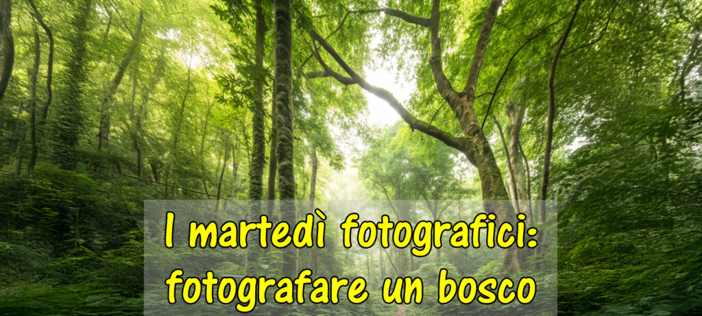 Incontro con la fotografia: “Fotografare un bosco”