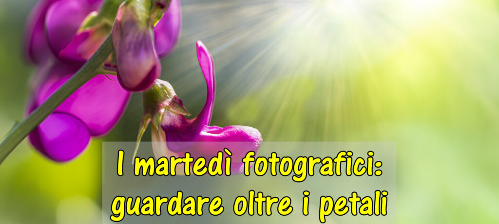 Incontro con la fotografia: “Fotografare i fiori… da un nuovo punto di vista!