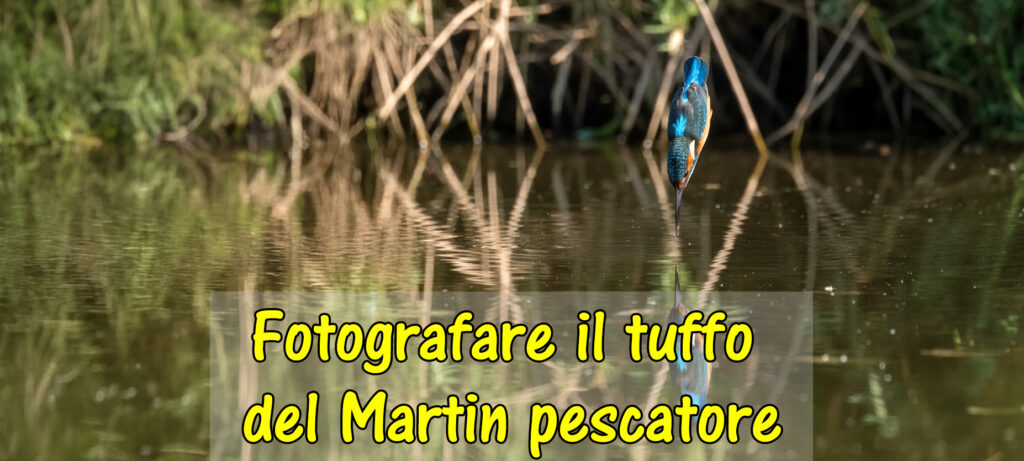 Come fotografare il tuffo del Martin pescatore