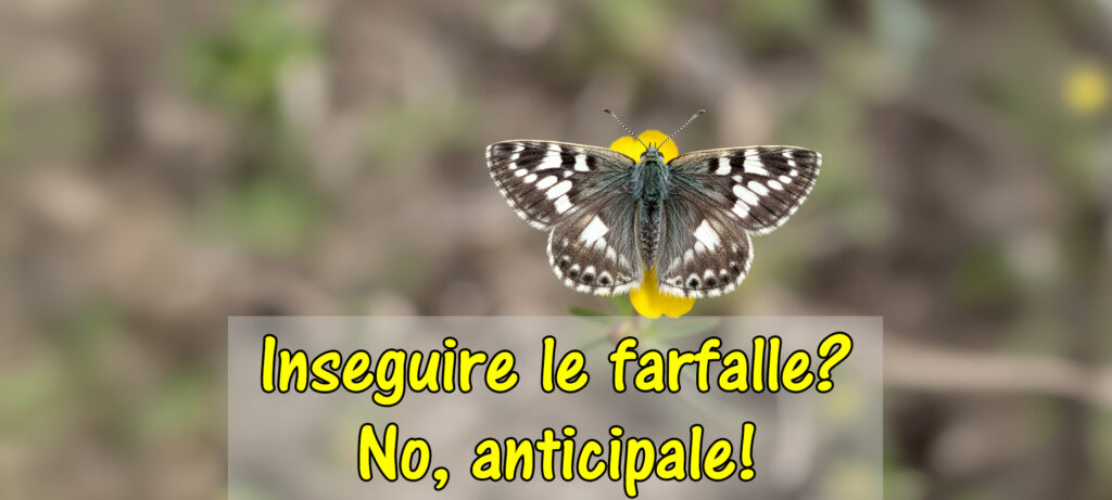 Non inseguirle, anticipale: trucchi dietro ogni scatto alle farfalle