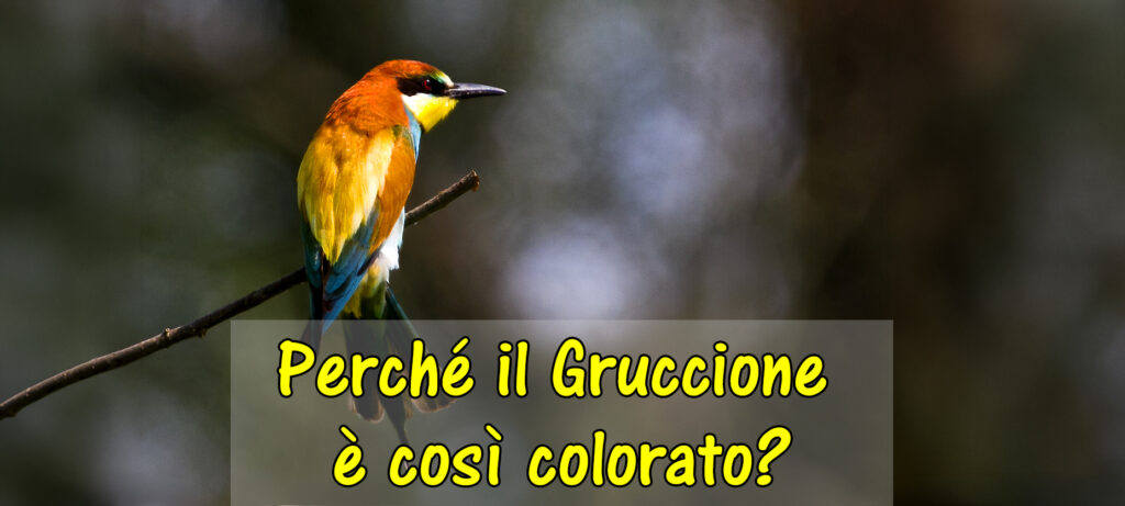 Perché il Gruccione è così colorato?