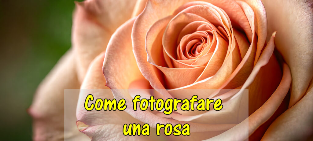 Scegliere il punto di messa a fuoco nella foto di una rosa