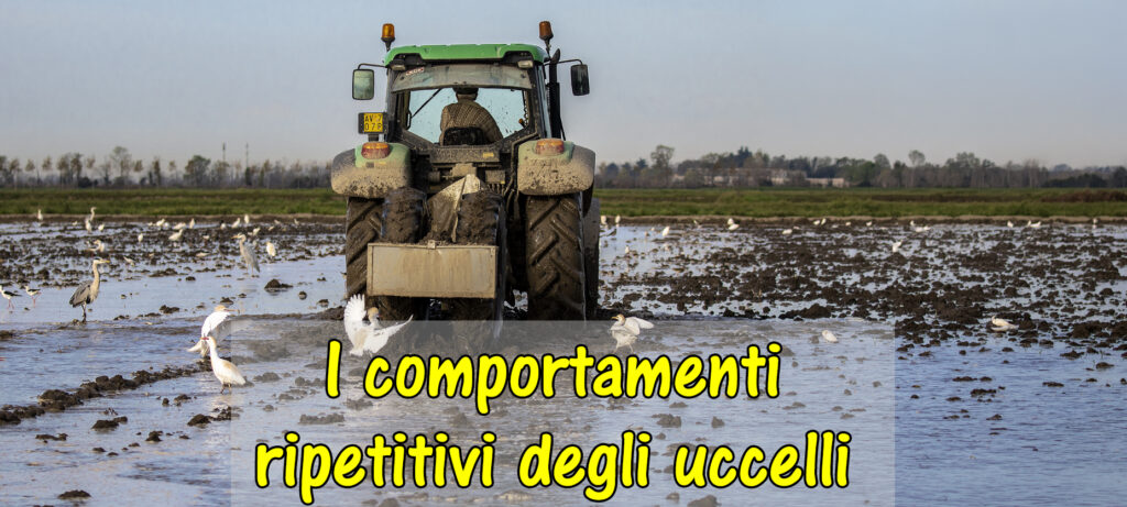 I comportamenti più ripetitivi degli uccelli italiani