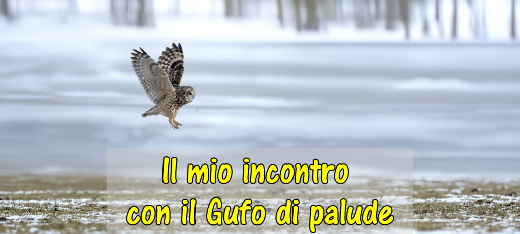Nel silenzio dei campi, il mio incontro con il Gufo di palude