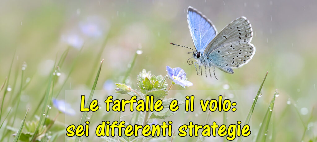 Le farfalle e il volo: sei strategie per dominare l’aria