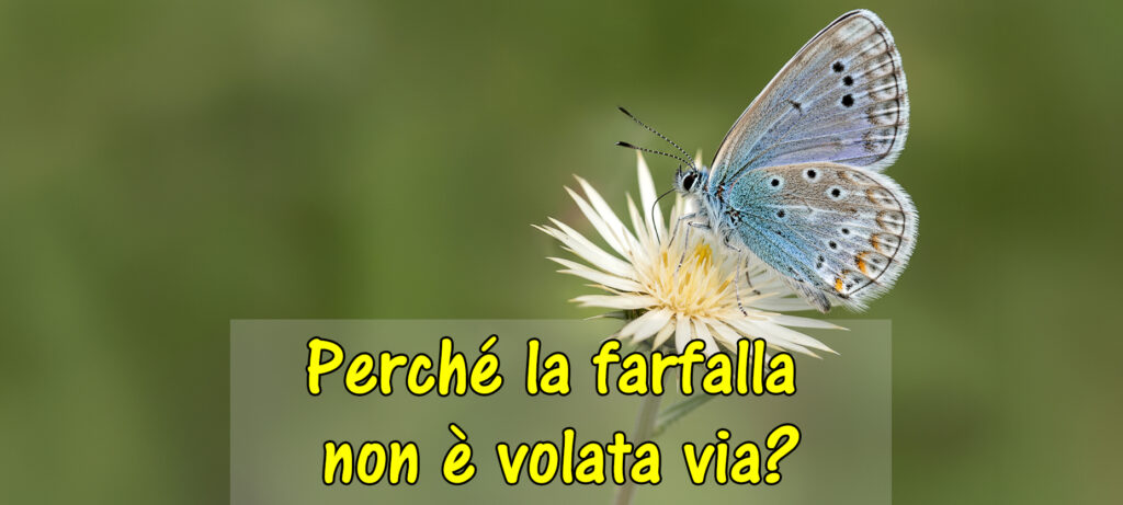 Perché la farfalla non è volata via?