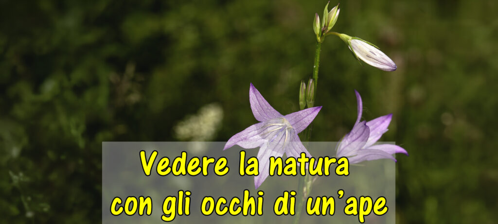Vedere la natura con gli occhi di un’ape