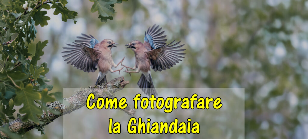 Fotografare la Ghiandaia: tecniche e trucchi