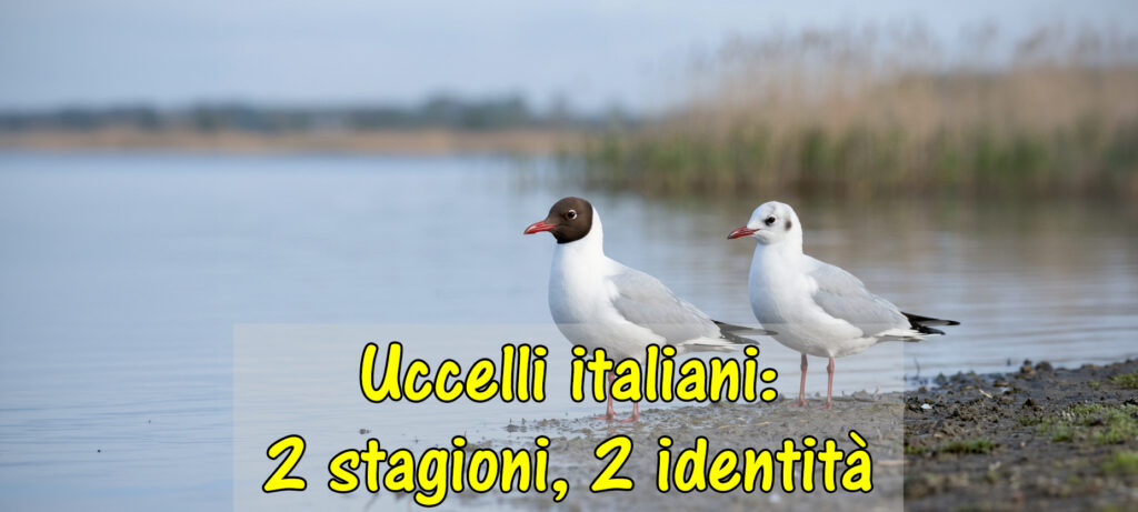 Uccelli italiani: due stagioni, due identità